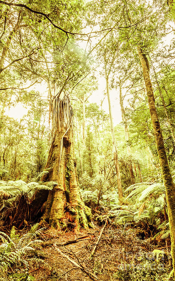 Nature Photograph - Lush Tasmanian forestry by Jorgo Photography
