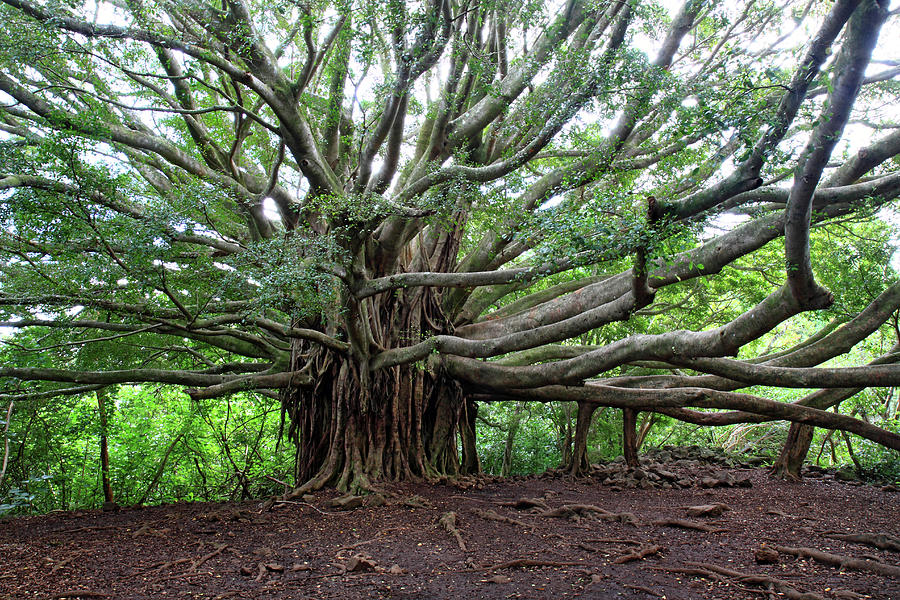 Lush tropical banyan tree Photograph by Pierre Leclerc Photography