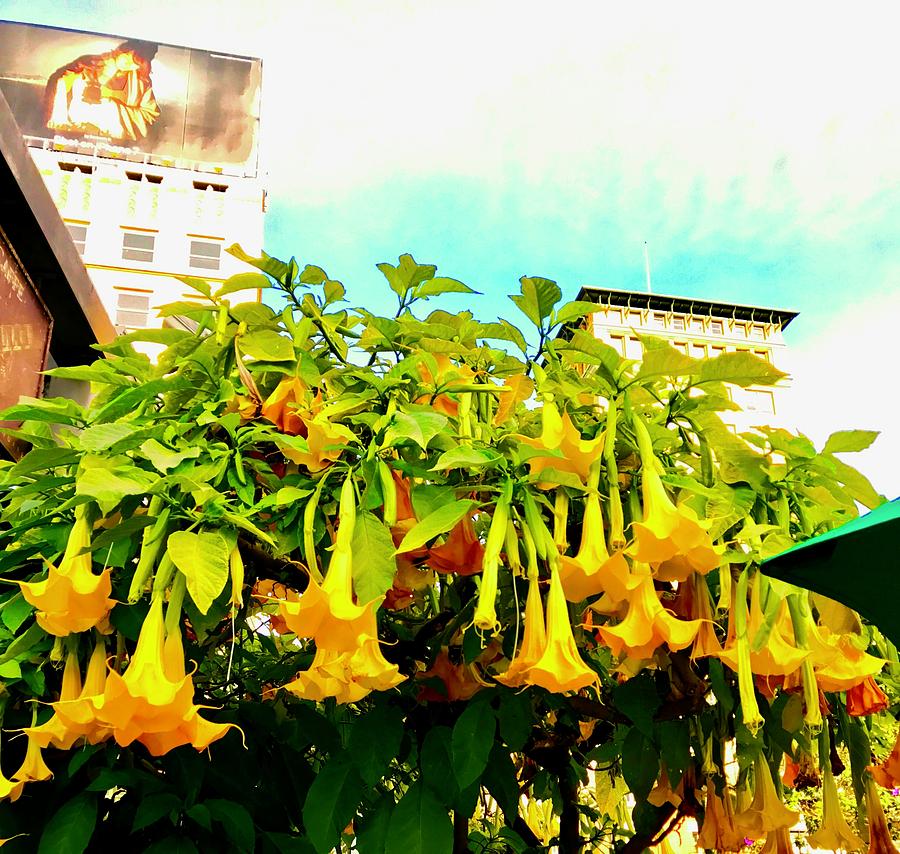 Lush Trumpet Vines in Union Square in San Francisco Photograph by Kenlynn Schroeder