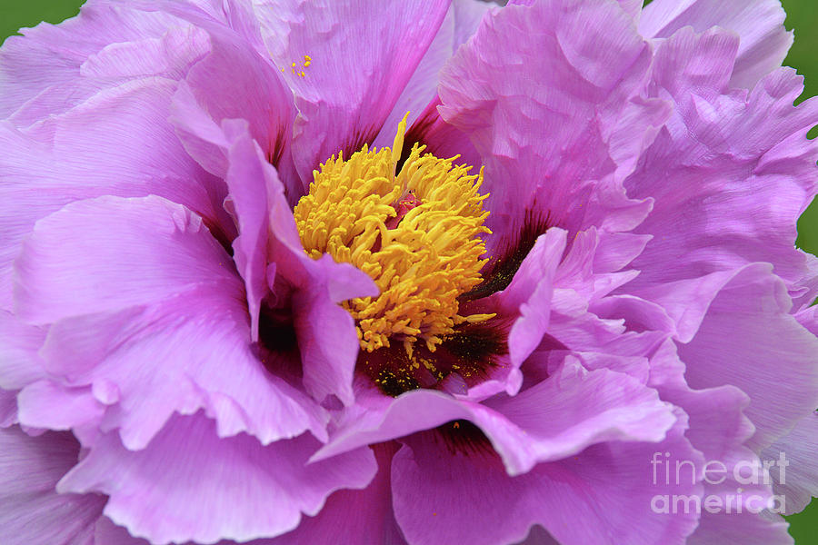 Lushly Lavender Peony Photograph by Regina Geoghan - Fine Art America