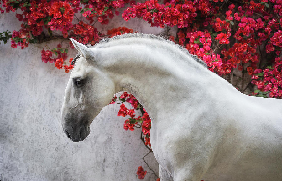 Lusitano Portrait in Red Flowers Photograph by Ekaterina Druz