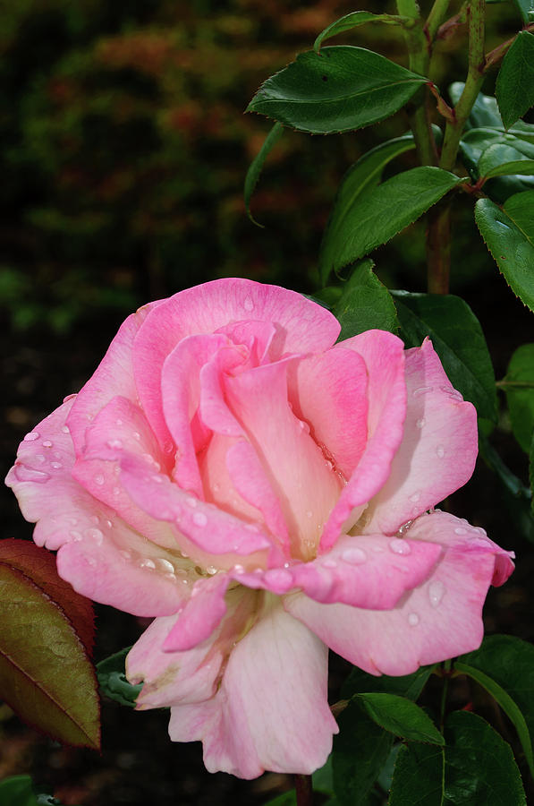 Lustrous Pink Rose Photograph by Tikvahs Hope
