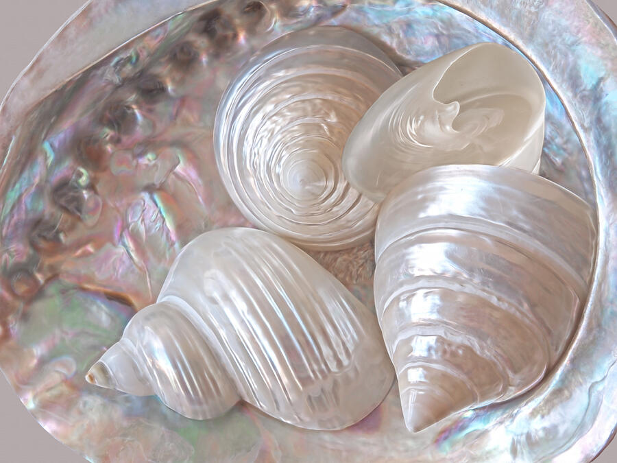Lustrous Shells Photograph by Gill Billington