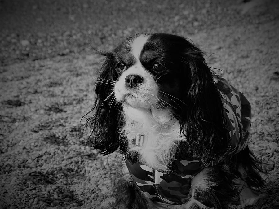 Dog Photograph - Lusy, a simple dog by Pietro Varni