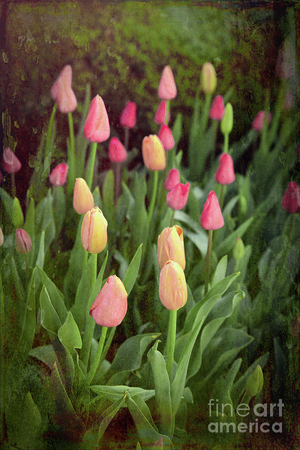Tulips Starting to Bloom Photograph by Lynn Sprowl