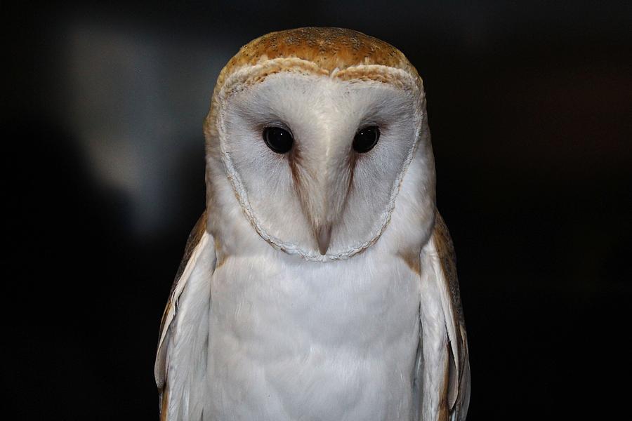 Luther- Common Barn Owl V I Photograph by Michiale Schneider