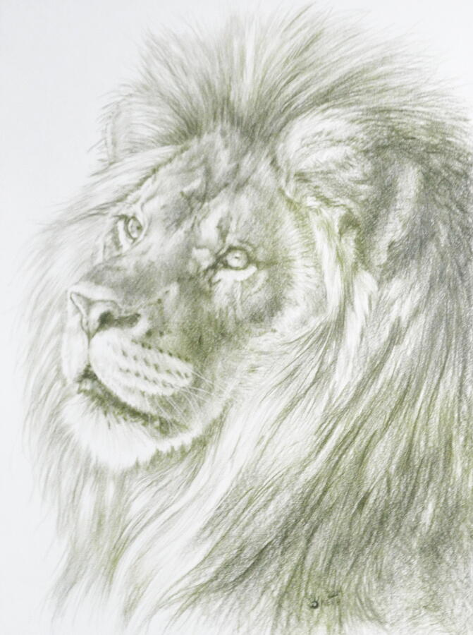 Wildlife Drawing - Luxuriant by Barbara Keith
