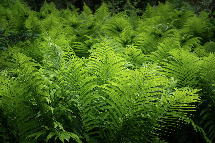 Luxuriant Ferns in More Than Fifty Shades Of Green Photograph by Georgia Mizuleva