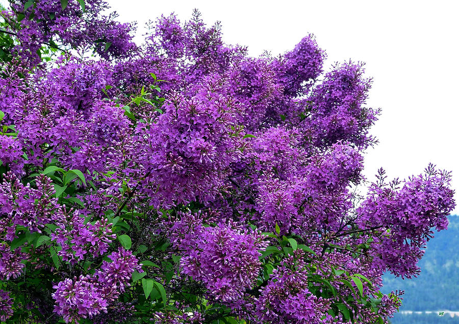 Luxurious Lilacs Photograph by Will Borden