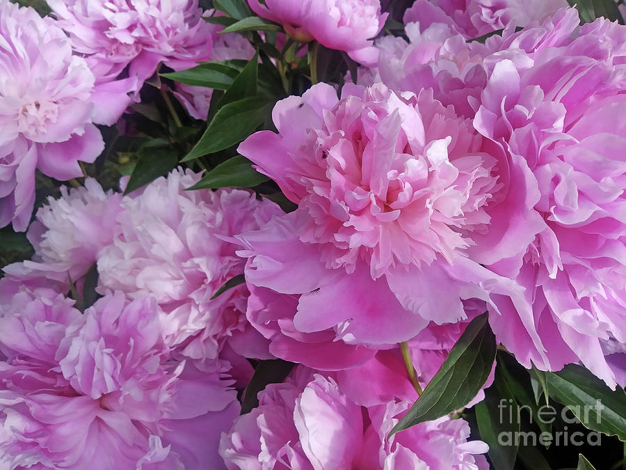 Luxury Of Peonies Photograph by Jasna Dragun