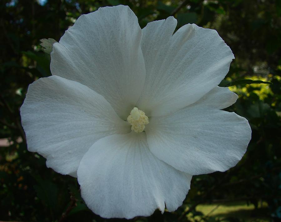 White Hibiscus Photograph by Carl Moore