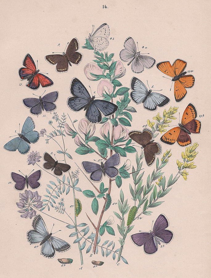 Butterfly Drawing - Lycaenidae by W Kirby