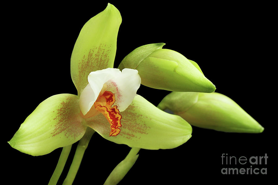 Lycaste Deppei Orchid - 