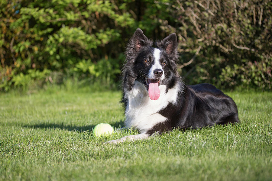 Lying Border collie with a yellow ball Photograph by Jaroslav Frank