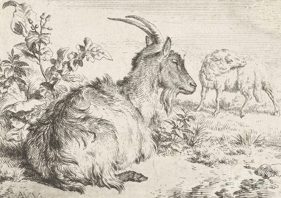 Goat Drawing - Lying goat, 1670 by Adriaen van de Velde by Adriaen van de Velde