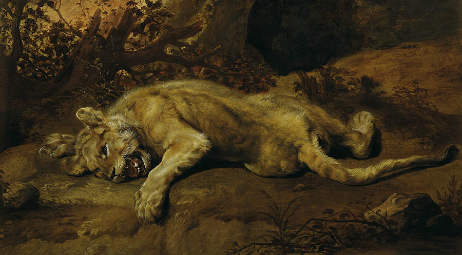 Lying Lioness Painting by Frans Snyders