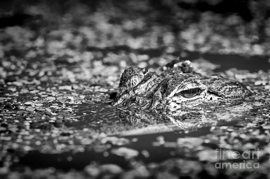 Lying Low Gator Photograph by Patrick Lynch - Fine Art America