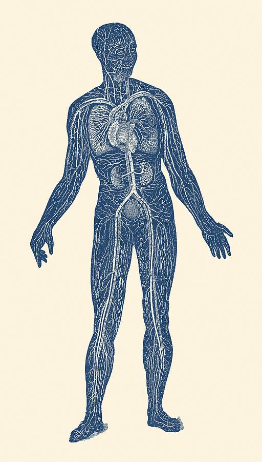 Lymphatic and Circulatory System - Vintage Anatomy Drawing by Vintage Anatomy Prints