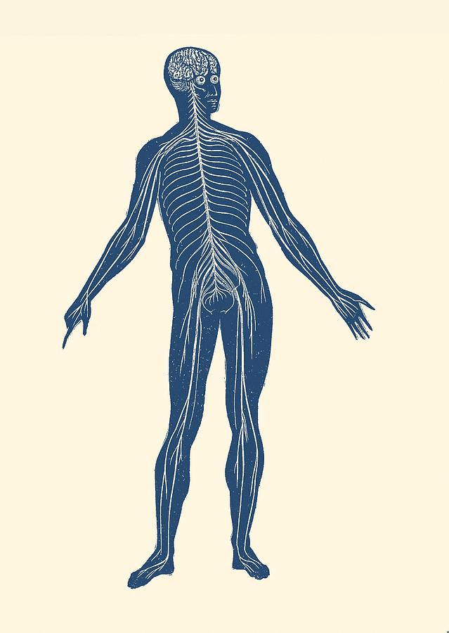 Lymphatic System - Vintage Anatomy Poster Drawing by Vintage Anatomy Prints