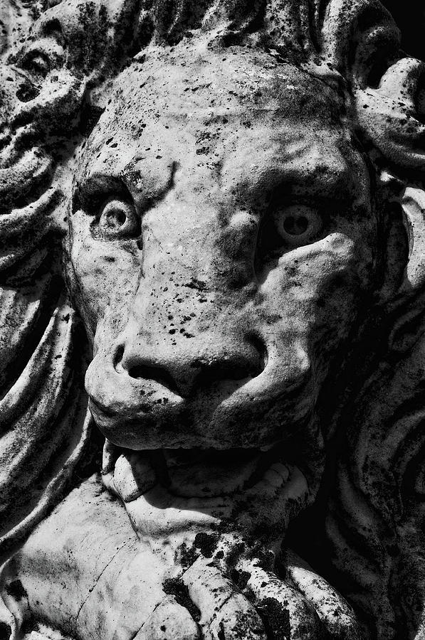 Lynch Park Lion Photograph by Mike Martin