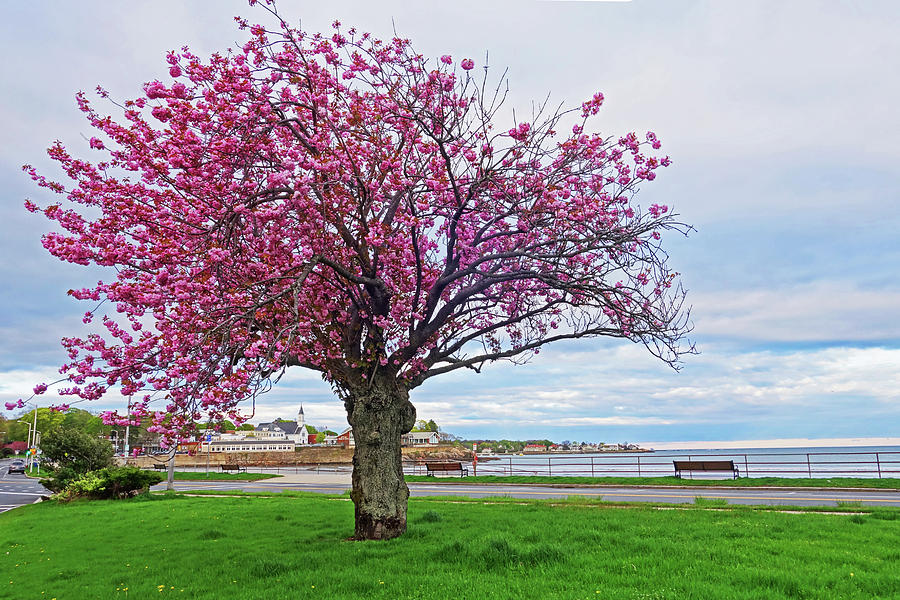 Lynn Shore Drive Spring Cherry Blossoms Lynn MA Bench Photograph by Toby McGuire