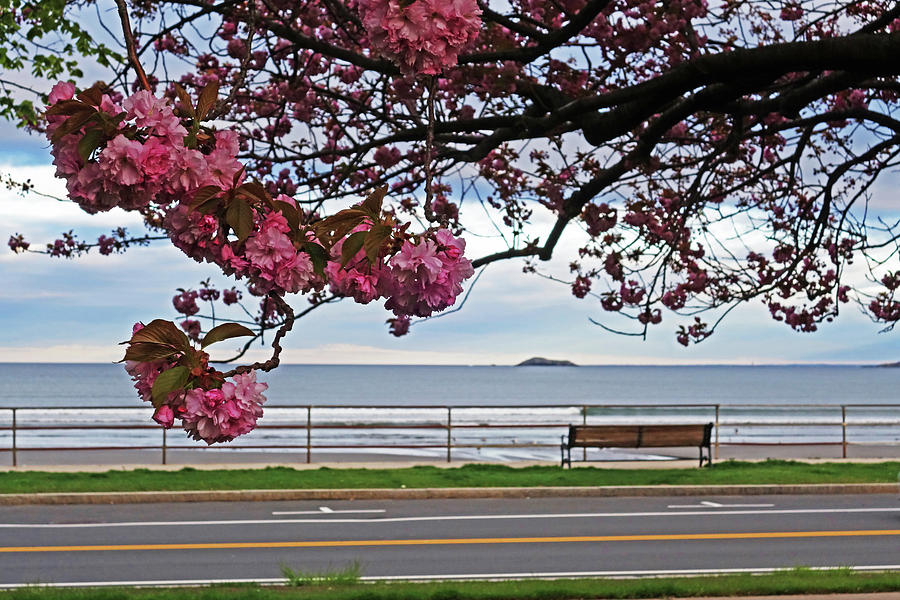 Lynn Shore Drive Spring Cherry Blossoms Lynn MA Close Photograph by Toby McGuire