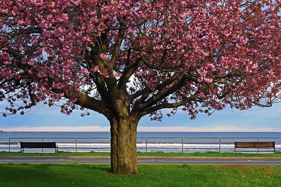 Lynn Shore Drive Spring Cherry Blossoms Lynn MA Photograph by Toby McGuire