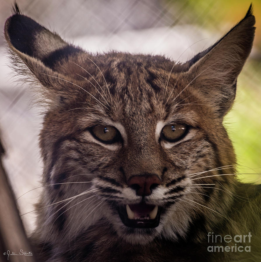 Lynx At Shambala Photograph