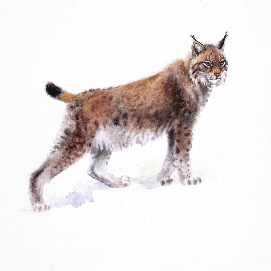 Lynx Painting by Attila Meszlenyi