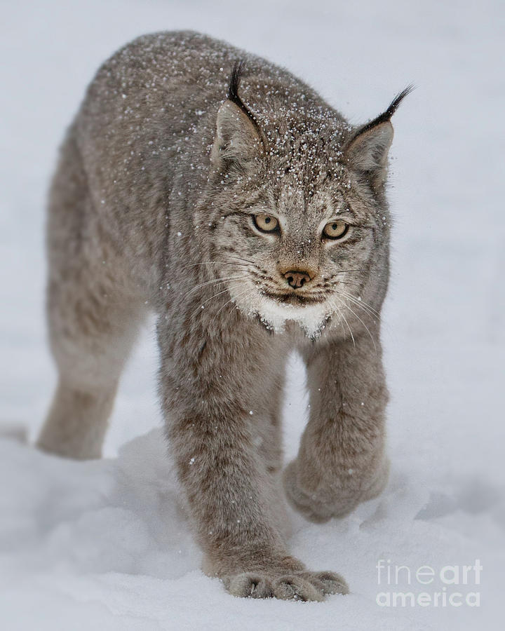 Lynx Bigfoot Photograph by Jerry Fornarotto