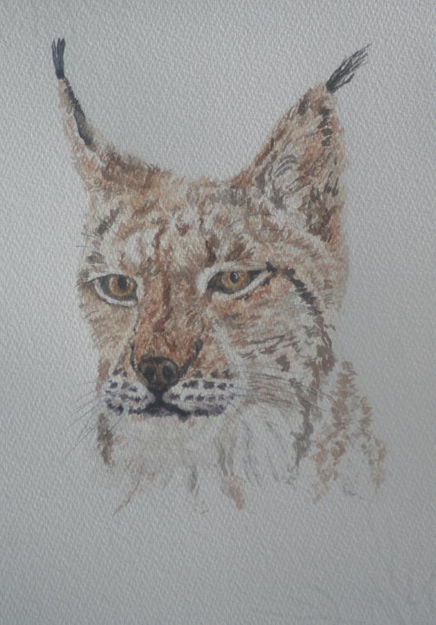 Lynx Portrait Painting by David Capon