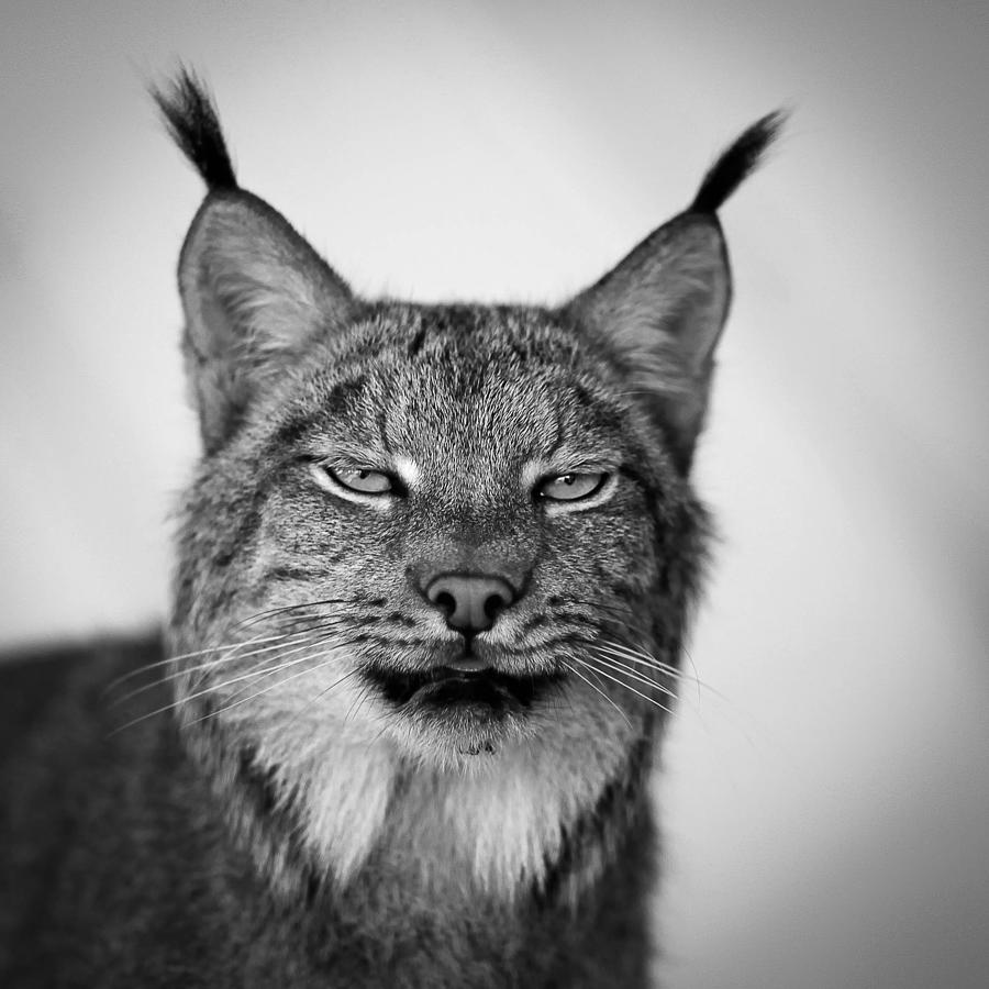 Canada Lynx Photograph by George Pennington