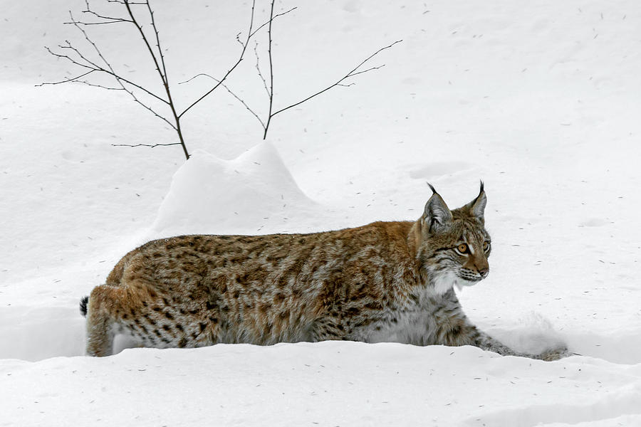 Lynx Hunting in the Snow Photograph by Arterra Picture Library