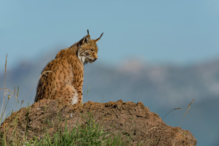 Lynx In Profile On Rock Looking Down Photograph By Ndp 