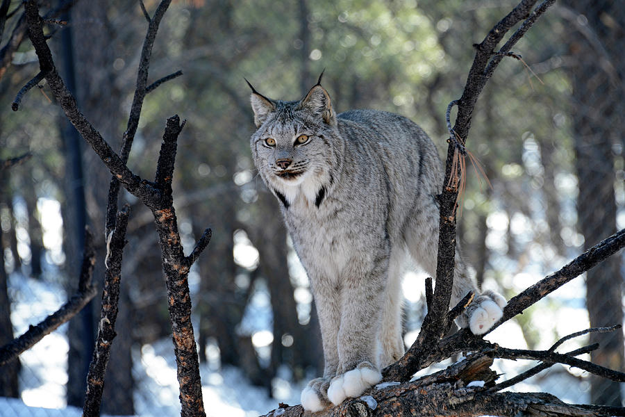 Lynx In Snow Photograph by Sheila Fitzgerald