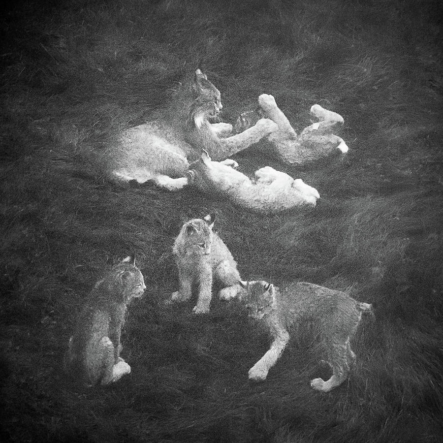 Lynx in the Mist bw Photograph by Tim Newton