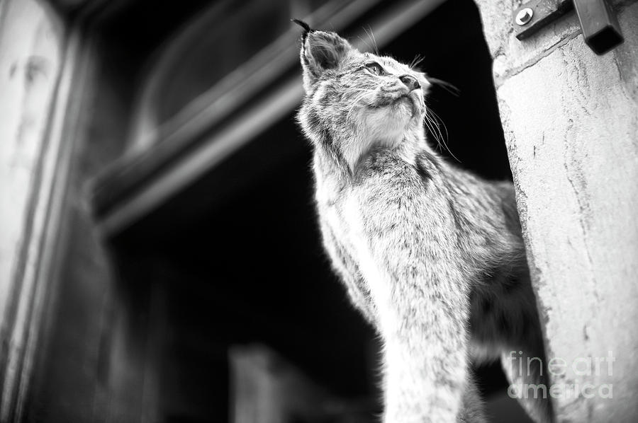 Lynx in the Window Photograph by John Rizzuto