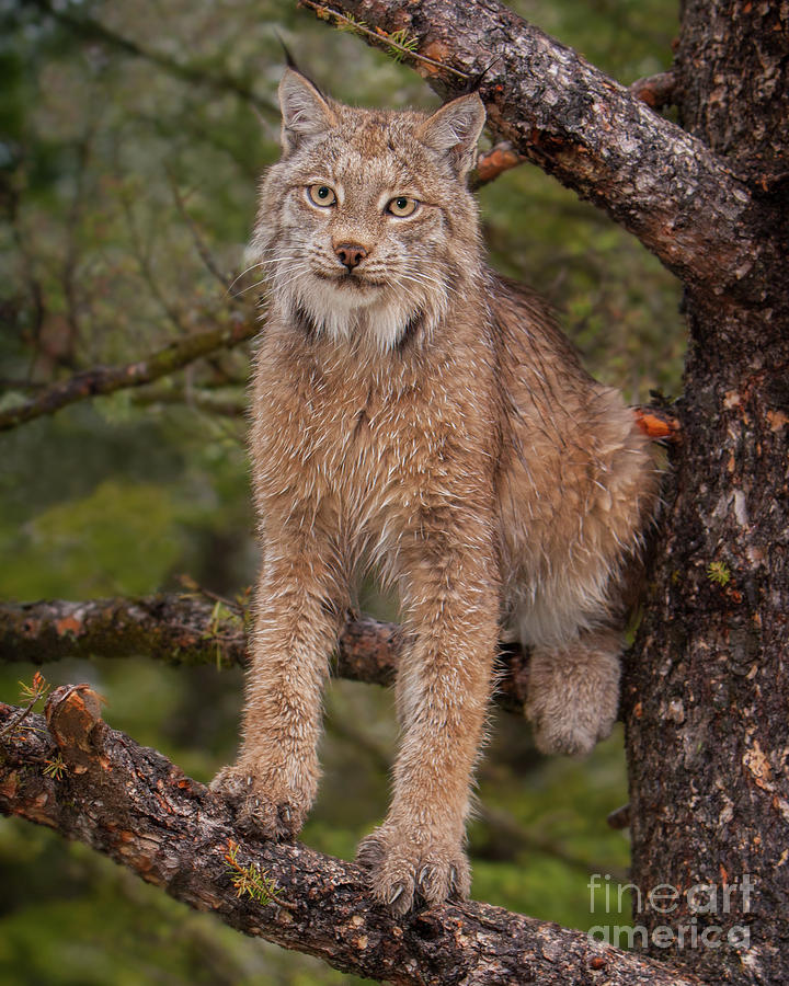 Lynx in Tree Photograph by Jerry Fornarotto