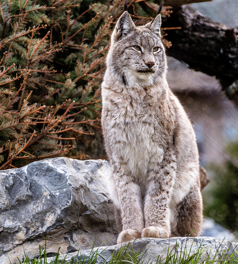 Lynx in Wait Photograph by Joann Long