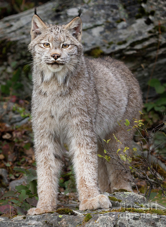 Lynx Photograph by Jerry Fornarotto