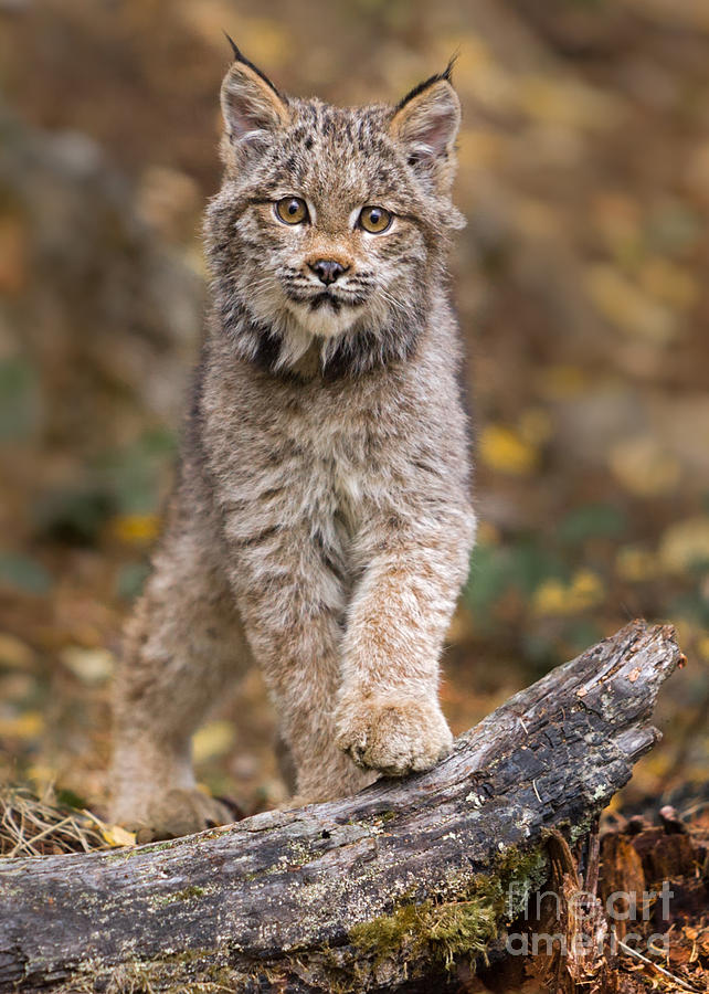Lynx Kit Photograph by Jerry Fornarotto