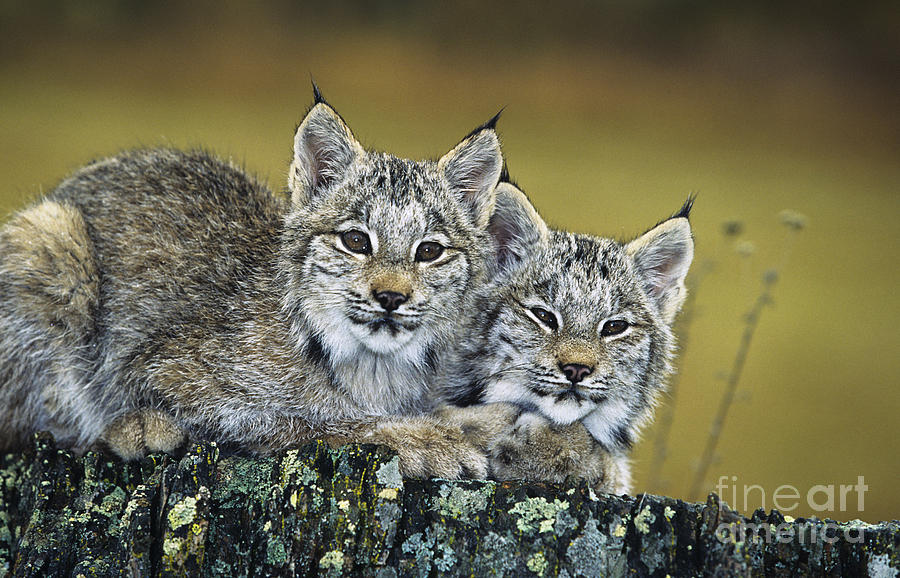 Lynx Kittens Photograph by John Hyde - Printscapes