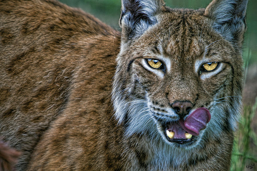 Lynx Licks Lips Photograph by Chris Lord