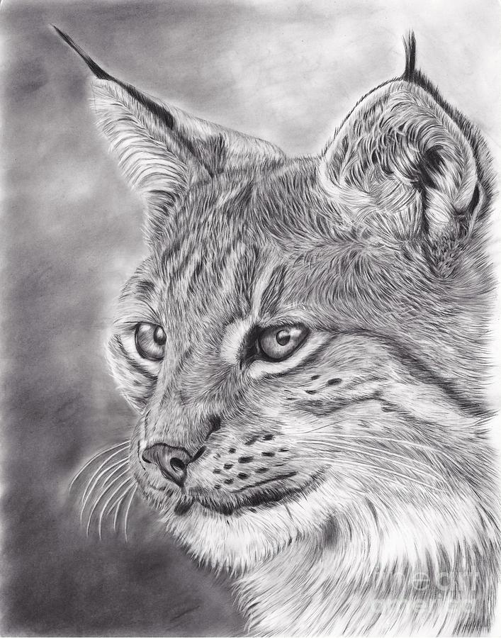 Wildlife Drawing - Lynx by Linda Reichert