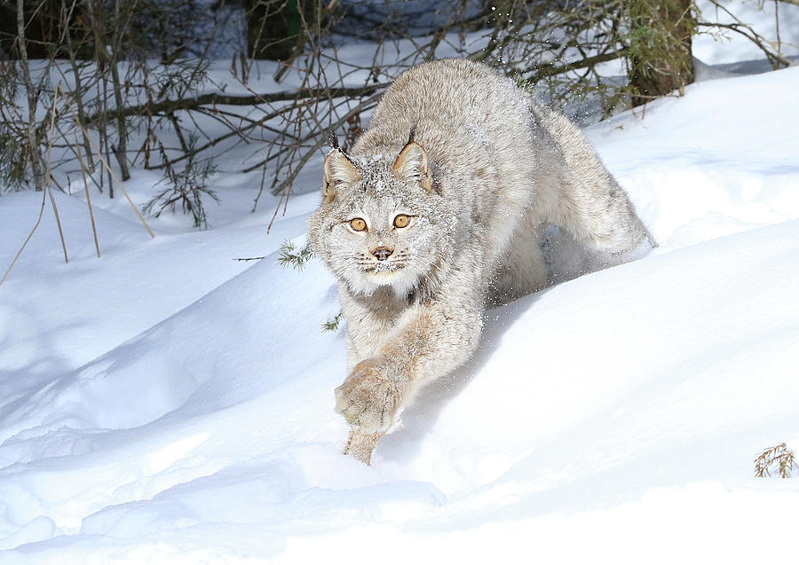 Lynx Lunge Photograph by Steve McKinzie