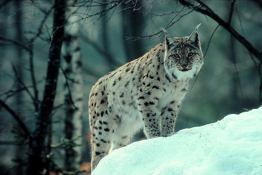 Wildlife Digital Art - Lynx by Maye Loeser