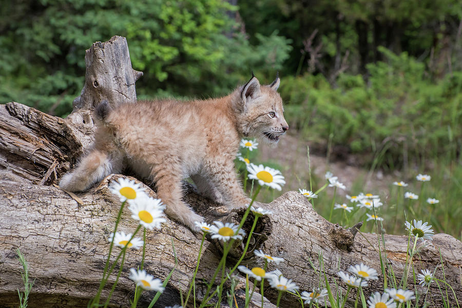 Lynx on Log Photograph by Evelyn Harrison