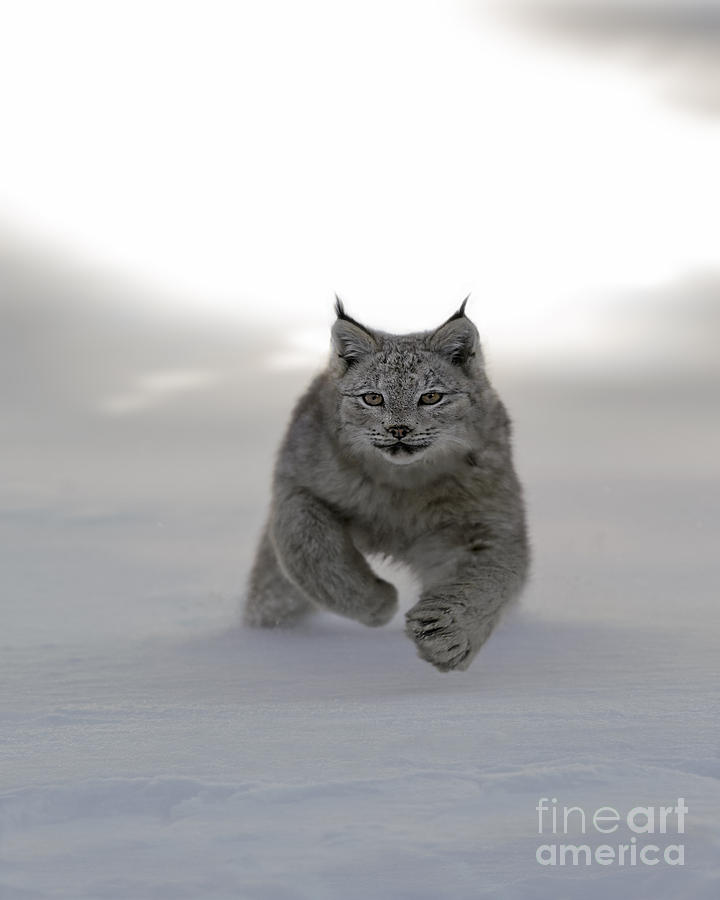 Animal Photograph - Lynx on the Move by Wildlife Fine Art