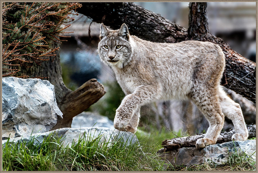 Lynx on the Prowl Photograph by Joann Long