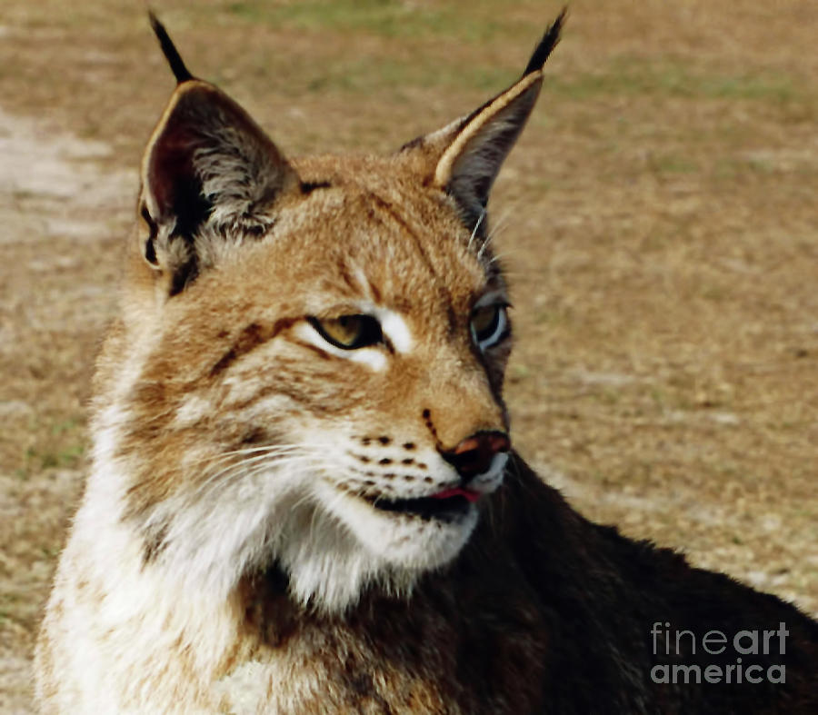 Lynx Portrait  Photograph by D Hackett
